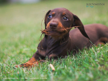 Apfel-Erdnussbutter-Kekse - KENSONS for dogs