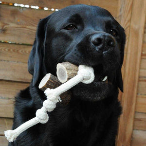 Geweih-Snack 'Horn am Seil' - mit 2 Hornstücken - KENSONS for dogs