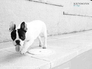 Bananen-Kekse - KENSONS for dogs