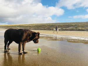 Hundestrände, Hundestrände, und noch mehr Hundestrände - KENSONS for dogs