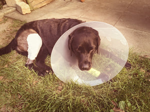 KREUZBANDRISS - NA UND? Gibt ja TPLO!