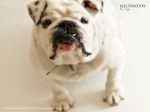 Thunfisch-Kekse - KENSONS for dogs