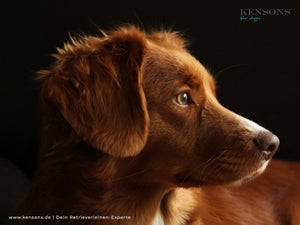 Tofu-Kekse mit Möhren - KENSONS for dogs