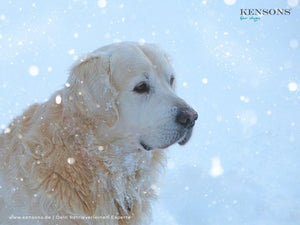 Weihnachts-Quark-Makronen - KENSONS for dogs