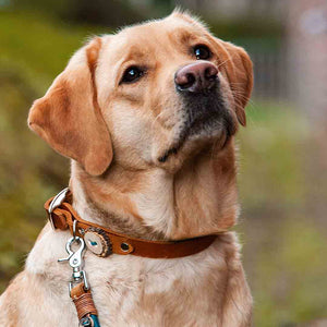 Hundeleinen und Halsbänder aus Tau und Leder in edlem Hirschhorndesign KENSONS for dogs Köln