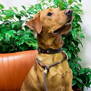 Retrieverleine 8mm Tau - Elegant-Style | Konfigurator