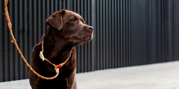 Labrador Retriever mit KENSONS Retrieverleine aus Tau – Moxonleine/Moxon für Dummytraining und Jagd, mit Hirschhorn-Zugstopp, handgefertigt in Deutschland