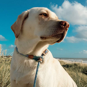 Retrieverleine 8mm Tau - Elegant-Style | Konfigurator