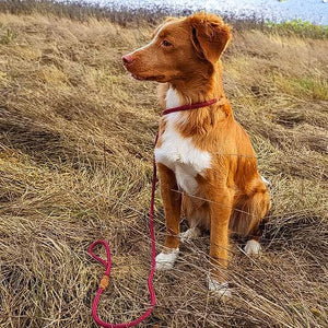 Retrieverleine 8mm Tau - Elegant-Style | Konfigurator