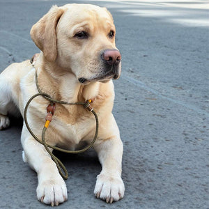 Retrieverleine 6mm Tau - Elegant-Style | Konfigurator