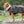 Hund im WARMUP Cape Pro Grün – Ideal nach Regen oder Training, mit Rollkragen und verstellbarem Schnallenverschluss