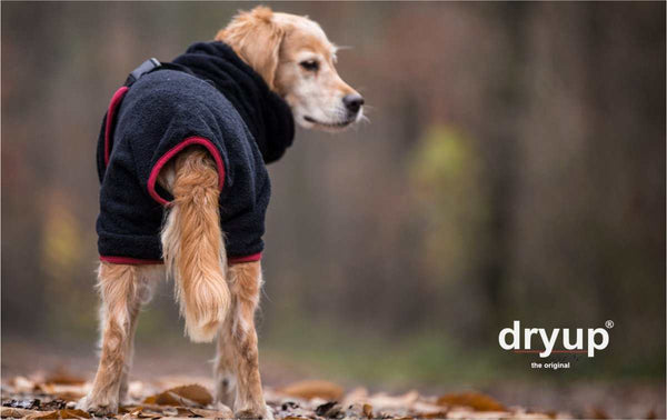 DRYUP CAPE® | Farbe: BLACK / SCHWARZ - KENSONS for dogs