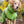 DRYUP CAPE® | Farbe: KIWI / HELLGRÜN - KENSONS for dogs