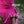 DRYUP CAPE® | Farbe: PINK - KENSONS for dogs