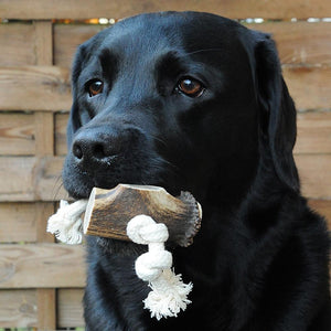 Geweih-Snack 'Horn am Seil' - mit 1 Hornstück - KENSONS for dogs