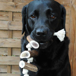 Geweih-Snack 'Horn am Seil' - mit 3 Hornstücken - KENSONS for dogs