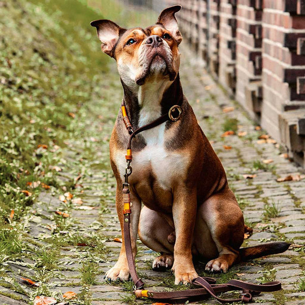 Halsband Leder Braun | Zugstopp | Beschläge und Garn nach Wunsch - KENSONS for dogs