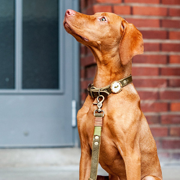Halsband Leder Oliv | Schnalle | Beschläge und Garn nach Wunsch - KENSONS for dogs