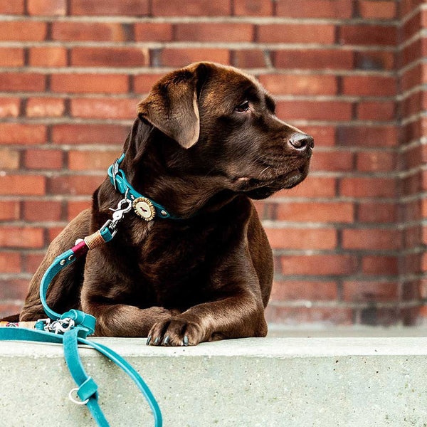 Halsband Leder Türkis | Schnalle | Beschläge und Garn nach Wunsch - KENSONS for dogs