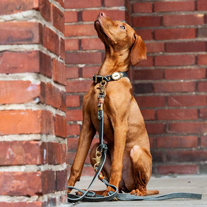 Hundeleine Leder | 16mm oder 20mm | 3fach verstellbar | Wunschlänge | Grau - KENSONS for dogs