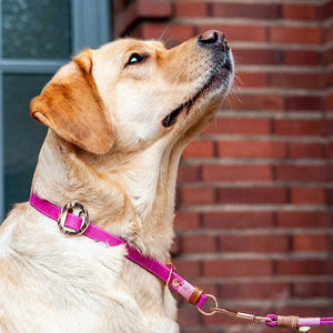 Hundeleine Leder | 16mm oder 20mm | 3fach verstellbar | Wunschlänge | Pink - KENSONS for dogs