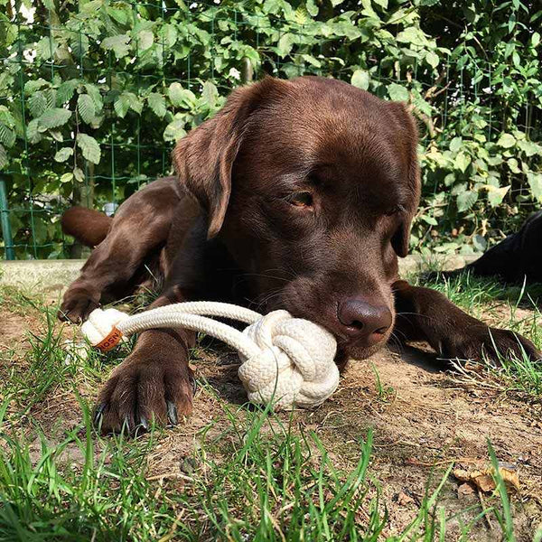 Knotenball | Wurfball | Tau-Spielzeug - KENSONS for dogs