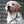 Retrieverleine 6mm Elegant | Kleine Schwester der Bordeaux-Beige-Grauen Dreierlei - KENSONS for dogs