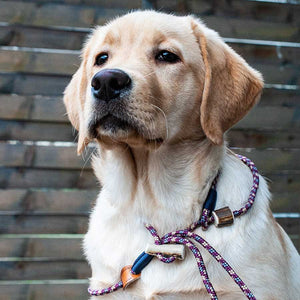Retrieverleine 6mm Elegant | Kleine Schwester der Bordeaux-Beige-Grauen Dreierlei - KENSONS for dogs