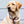 Retrieverleine 8mm Elegant | Aubergine-Blau - KENSONS for dogs