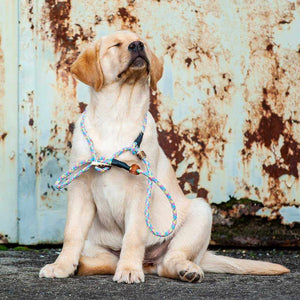 Retrieverleine 8mm Sporty | Rosa-Blau-Grün-Bunte Ablenkung - KENSONS for dogs